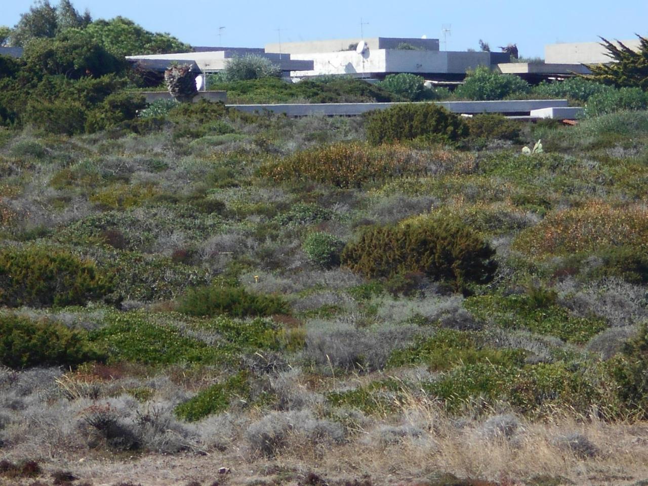 Le Case Punta Negra Stintino Eksteriør bilde