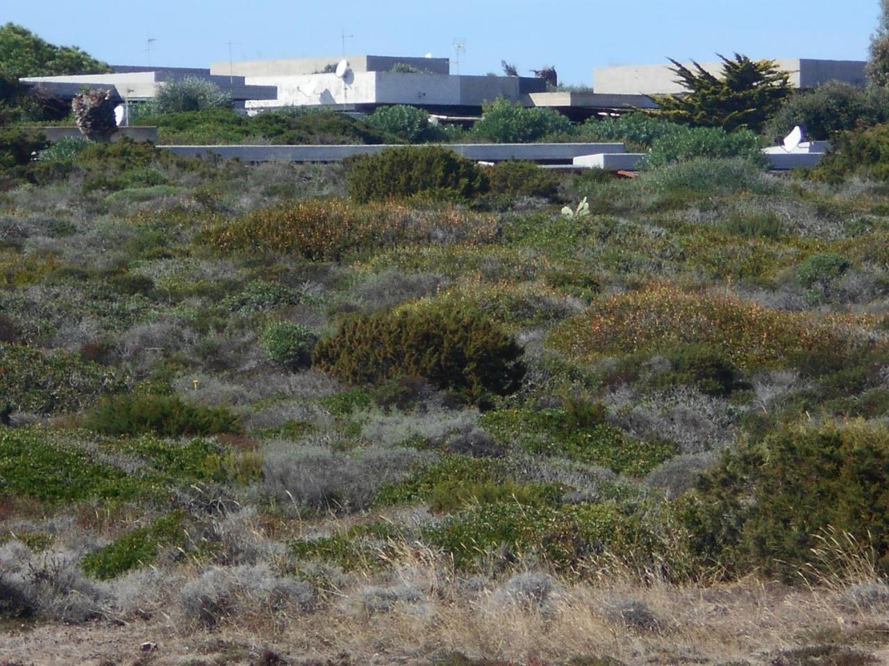 Le Case Punta Negra Stintino Eksteriør bilde